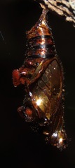 Melete leucadia