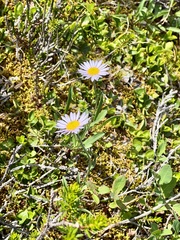 Erigeron glacialis