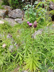 Cirsium serratuloides