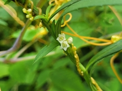 Cuscuta gronovii