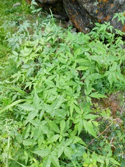 Clematis alpina sibirica
