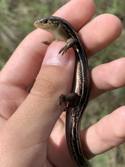 Plestiodon septentrionalis