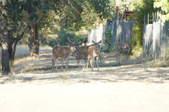 Odocoileus hemionus californicus