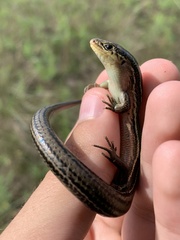 Plestiodon septentrionalis