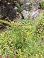Berberis sibirica