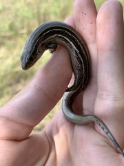 Plestiodon septentrionalis