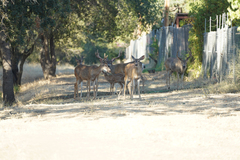 Odocoileus hemionus californicus
