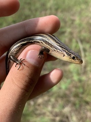 Plestiodon septentrionalis