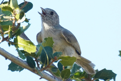 Baeolophus inornatus