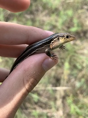 Plestiodon septentrionalis