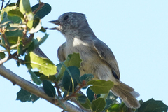 Baeolophus inornatus