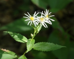 Eurybia