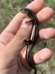 Plestiodon septentrionalis