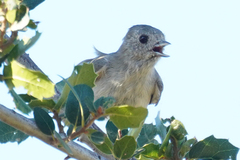 Baeolophus inornatus