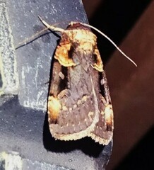 Pseudohermonassa bicarnea