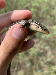 Plestiodon septentrionalis