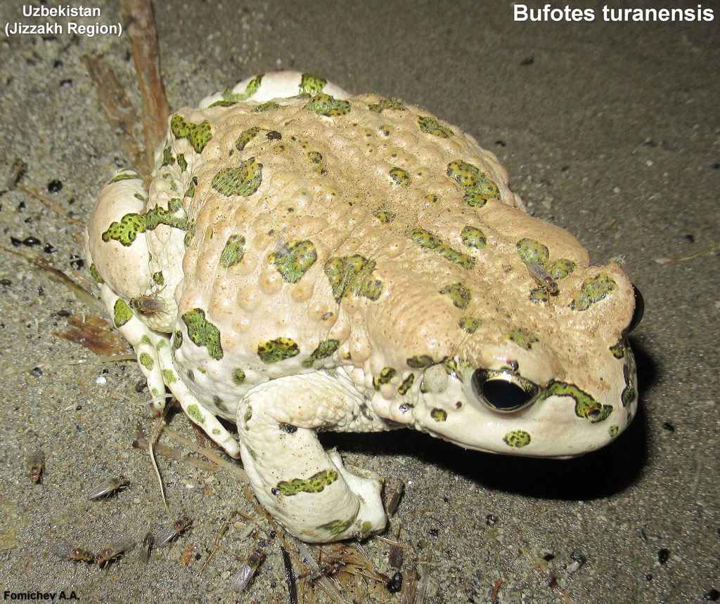 Turan Toad (Bufotes turanensis)