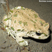 Turan Toad - Photo (c) Alexander A. Fomichev, some rights reserved (CC BY), uploaded by Alexander A. Fomichev