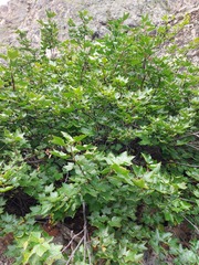 Ribes altissimum