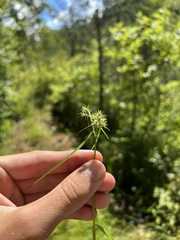Fuirena simplex simplex