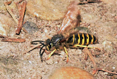 Dolichovespula arenaria