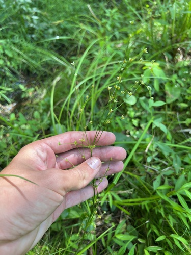 woodland rush (Juncus subcaudatus)