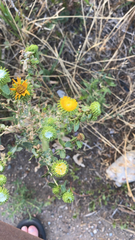 Grindelia squarrosa