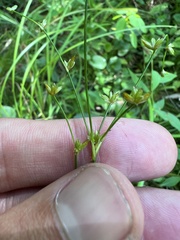 Juncus subcaudatus