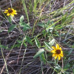 Sanvitalia procumbens
