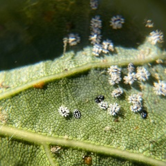 Aleuroplatus coronata
