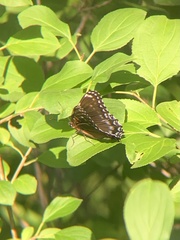 Limenitis arthemis