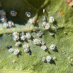 Aleuroplatus coronata