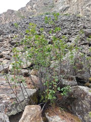 Ribes altissimum