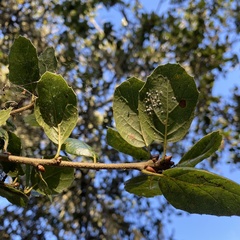 Aleuroplatus coronata