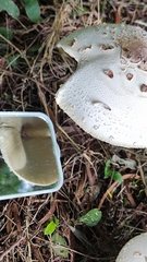 Chlorophyllum molybdites