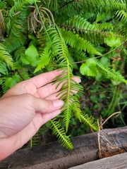 Struthiopteris spicant