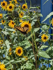 Papilio multicaudata