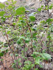 Ribes altissimum