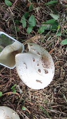 Chlorophyllum molybdites