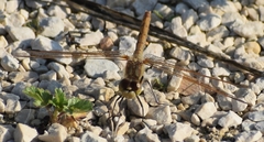 Sympetrum costiferum