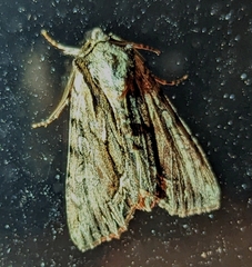 Hyppa contrasta