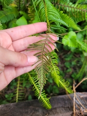 Struthiopteris spicant