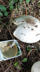 Chlorophyllum molybdites