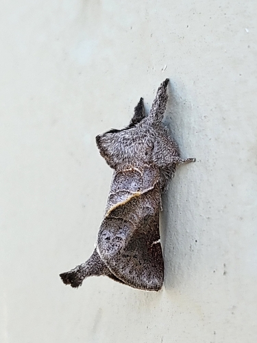 Apical Prominent photo 2