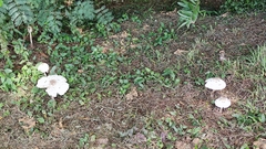 Chlorophyllum molybdites