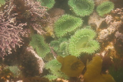 Anthopleura xanthogrammica