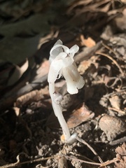 Monotropa uniflora