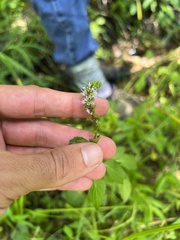 Mentha × piperita