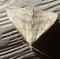 Macrochilo litophora