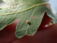 Atrusca trimaculosa